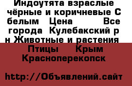 Индоутята взраслые чёрные и коричневые С белым › Цена ­ 450 - Все города, Кулебакский р-н Животные и растения » Птицы   . Крым,Красноперекопск